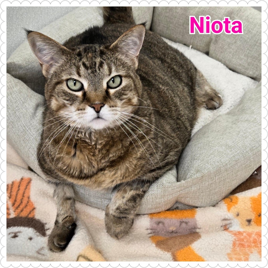 Niota