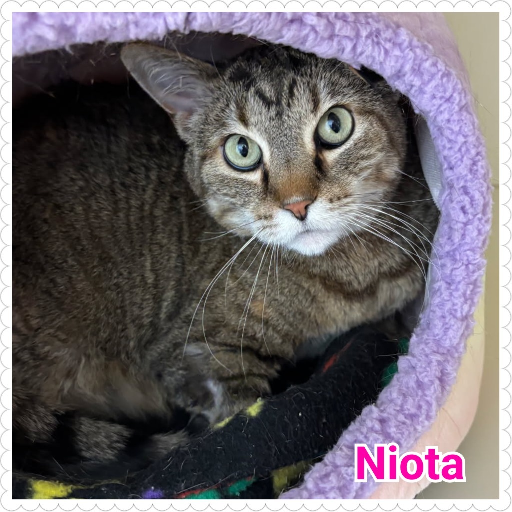 Niota