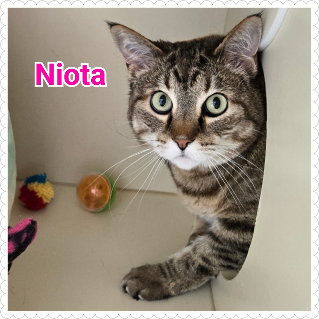 Niota