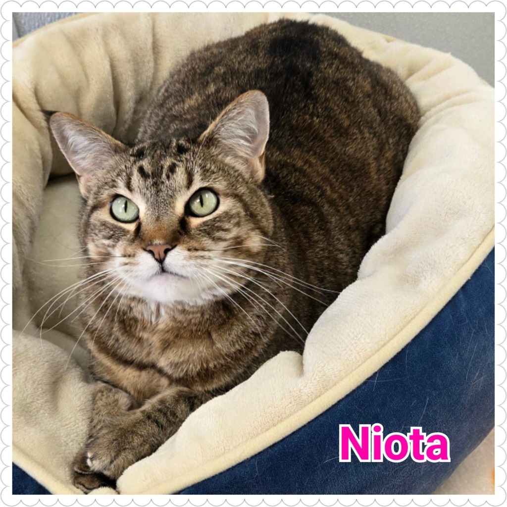 Niota