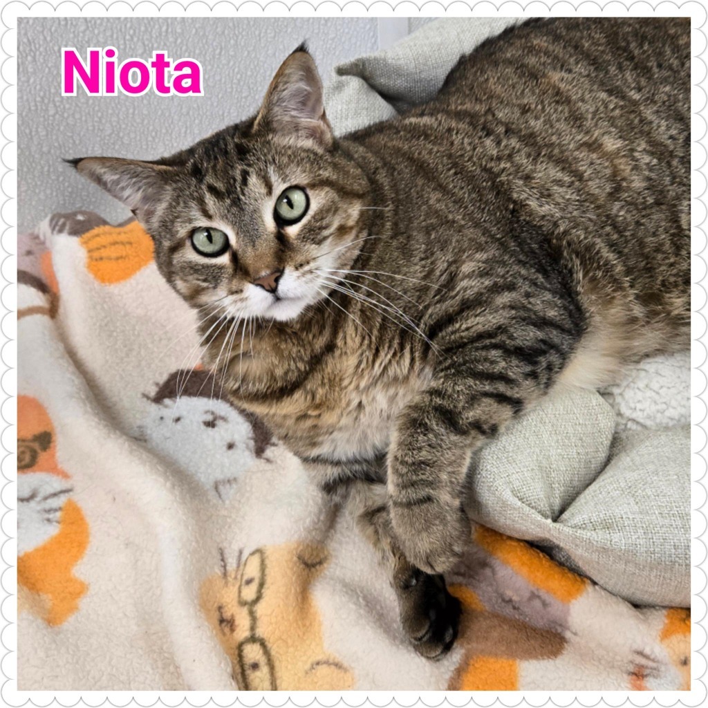 Niota
