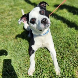 Panda, an adoptable Pit Bull Terrier in Redding, CA, 96099 | Photo Image 2