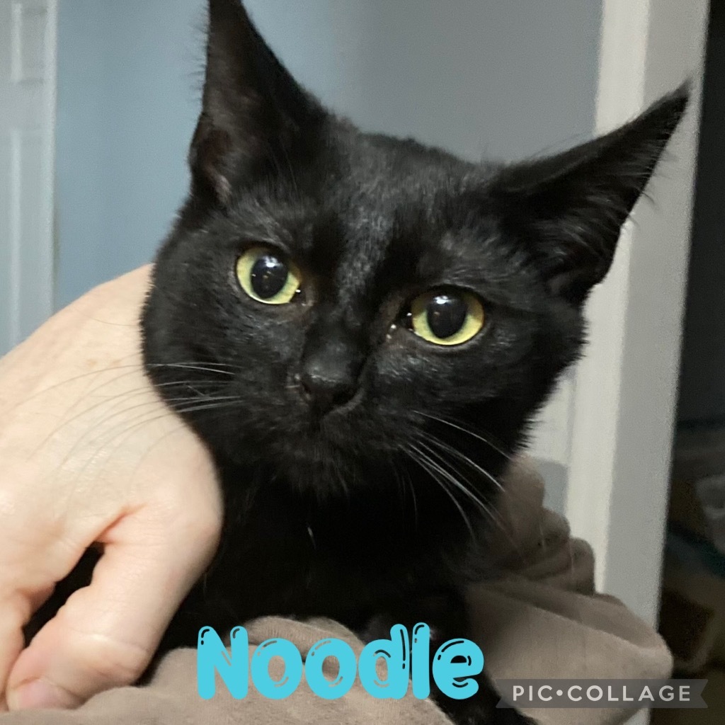 Noodle