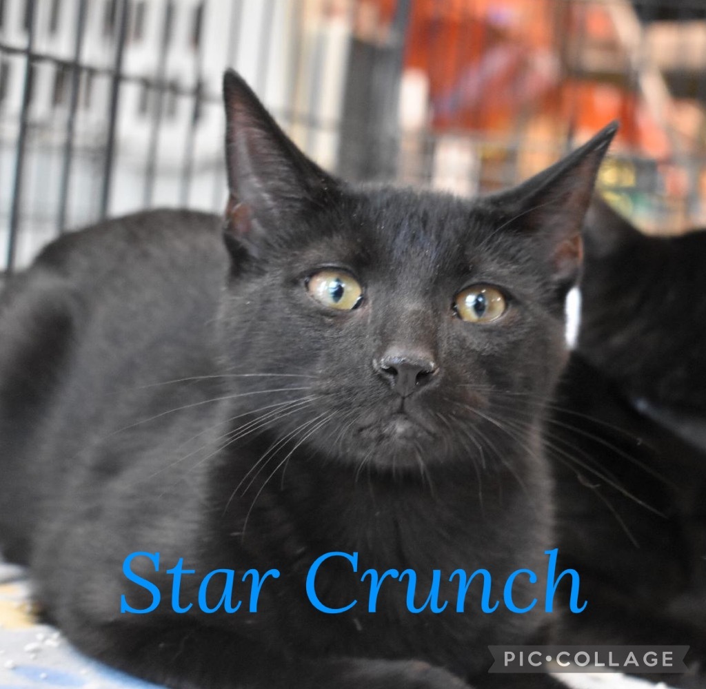 Star Crunch