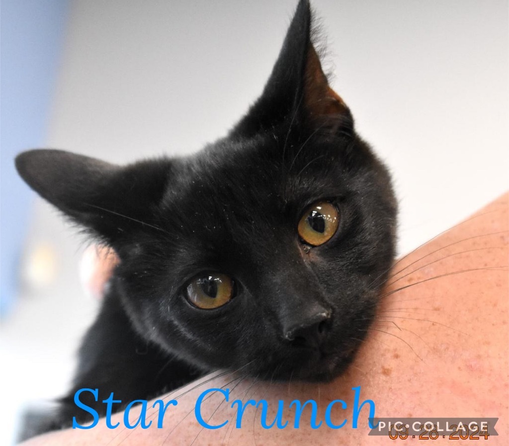 Star Crunch