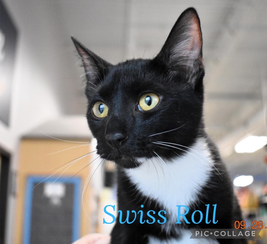 Swiss Roll