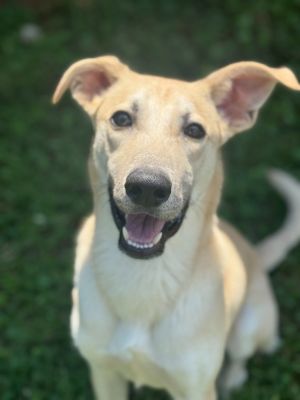 Butter, Young Male Whippet