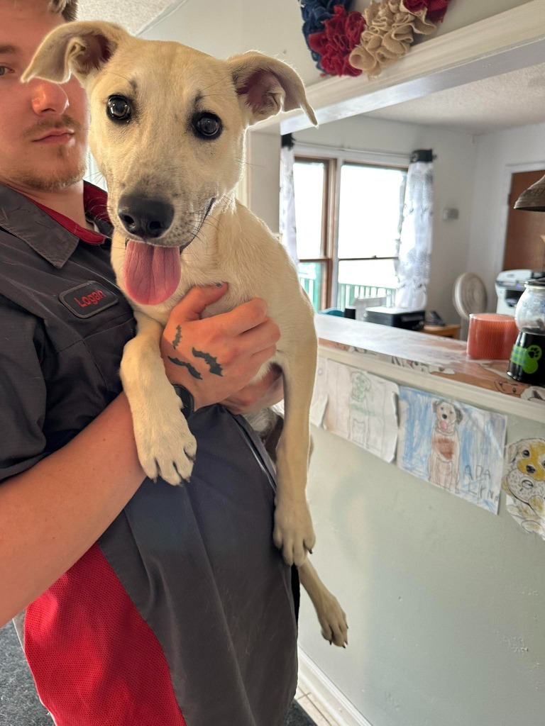 Butter, an adoptable Whippet, Labrador Retriever in Russellville, KY, 42276 | Photo Image 2