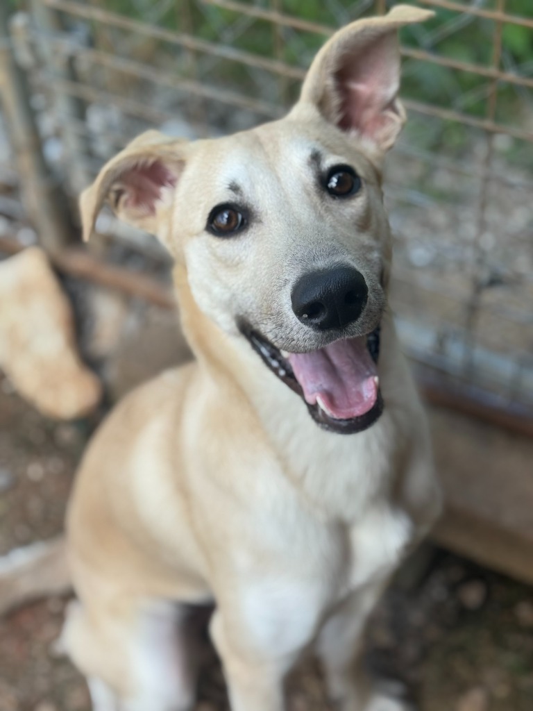 Butter, an adoptable Whippet, Labrador Retriever in Russellville, KY, 42276 | Photo Image 3