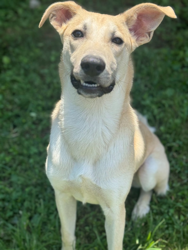 Butter, an adoptable Whippet, Labrador Retriever in Russellville, KY, 42276 | Photo Image 4