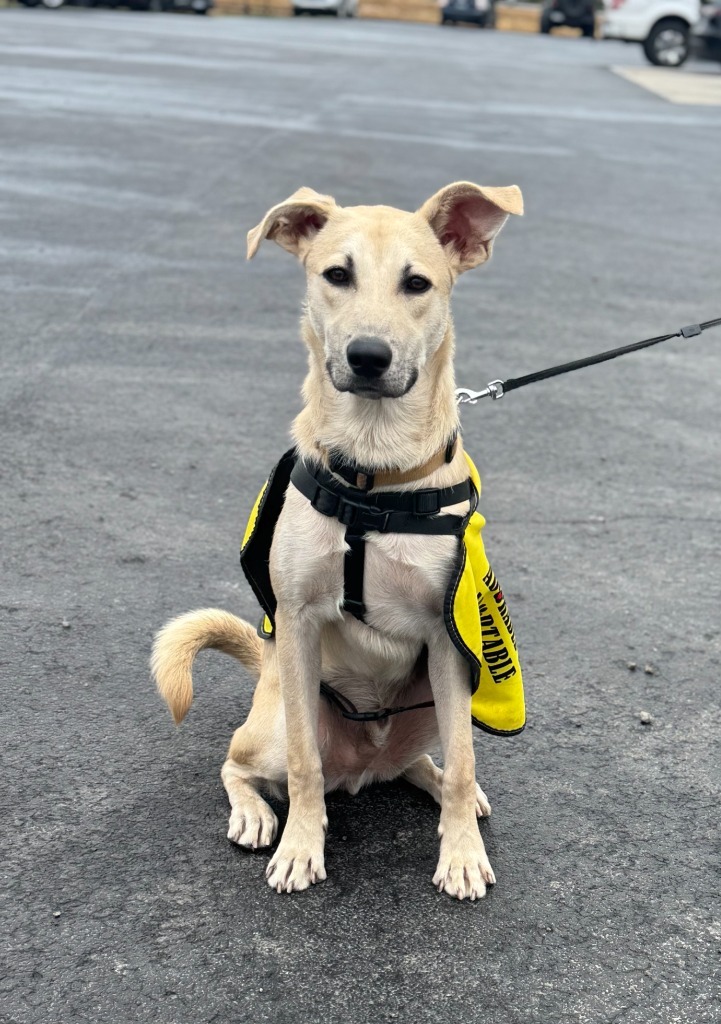Butter, an adoptable Whippet, Labrador Retriever in Russellville, KY, 42276 | Photo Image 5