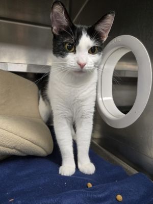Carson, Adult Female Domestic Short Hair