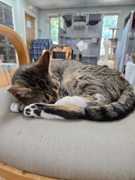 Tabitha