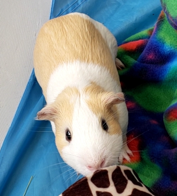 Guinea Pig for adoption Egor a Guinea Pig Mix in Staten Island NY Guinea Pig for adoption Egor a Guinea Pig Mix in Staten Island NY