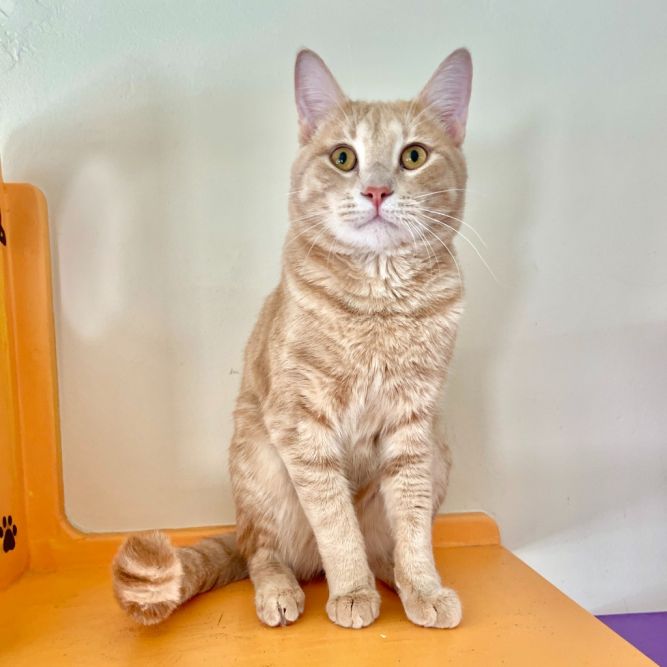 Garfield