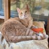 Garfield photo 1