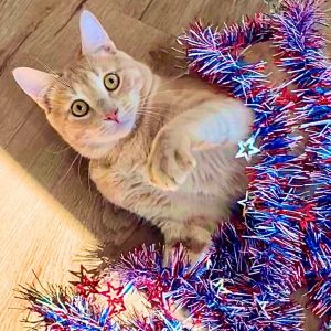 Hi there Im Garfield--a 11-month-old ginger tabby with a big heart and an even bigger purr Im th