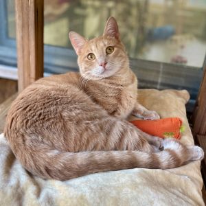 Garfield Domestic Medium Hair Cat