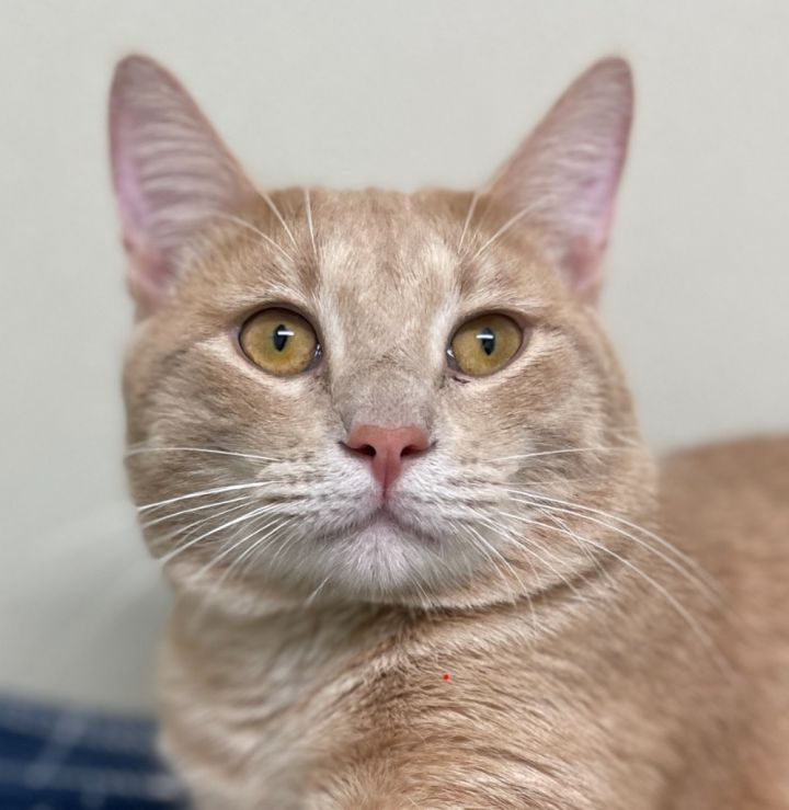 Garfield 2
