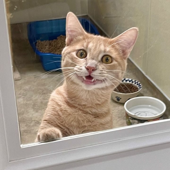 Garfield 3