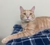 Garfield photo 4
