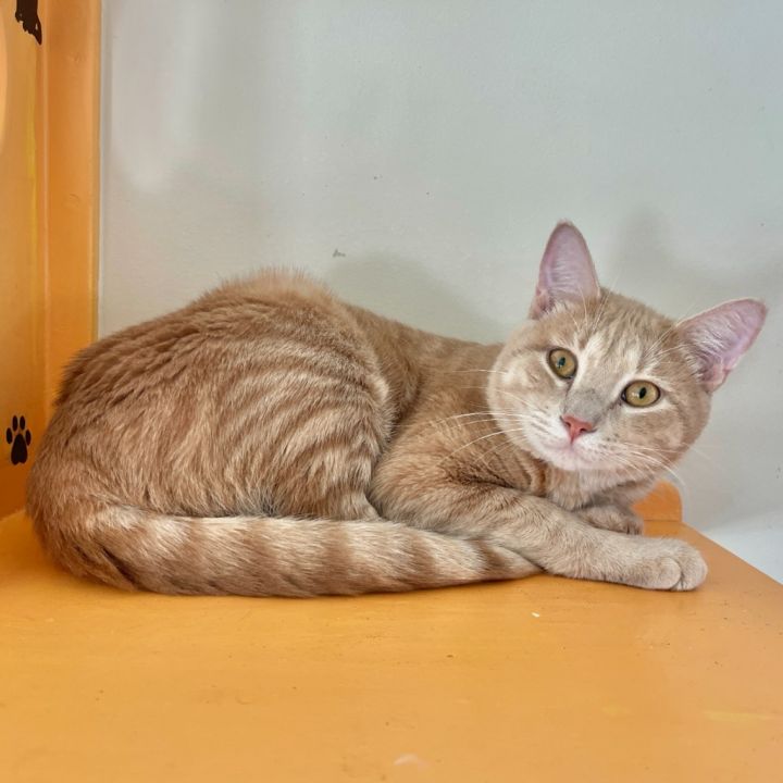 Garfield 5