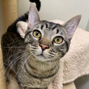 Hi there Im Zeb--a brown tabby heartthrob with golden eyes that could melt butter Im the full pa