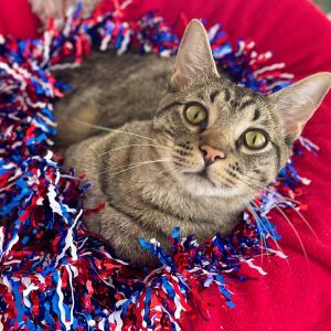 Zeb Domestic Short Hair Cat