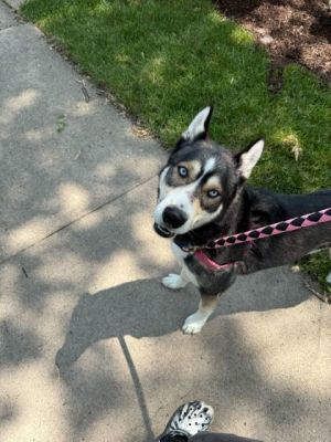 Tanner, Adult Male Mixed Breed