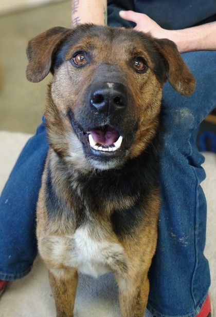 Bogie, an adoptable German Shepherd Dog, Black and Tan Coonhound in Riverton, WY, 82501 | Photo Image 1