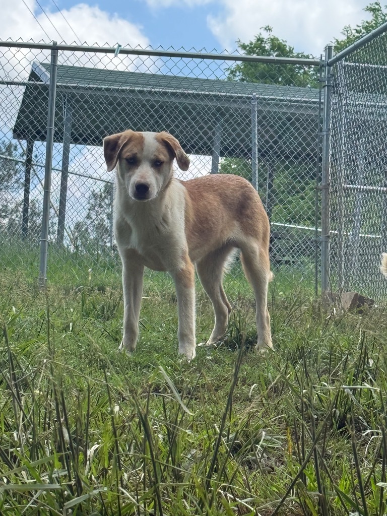 Toby