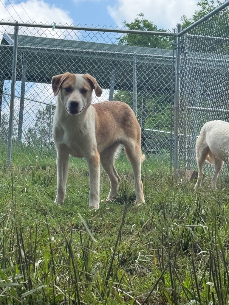 Toby