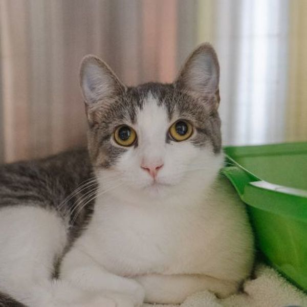 Freya (bonded To Zorro)