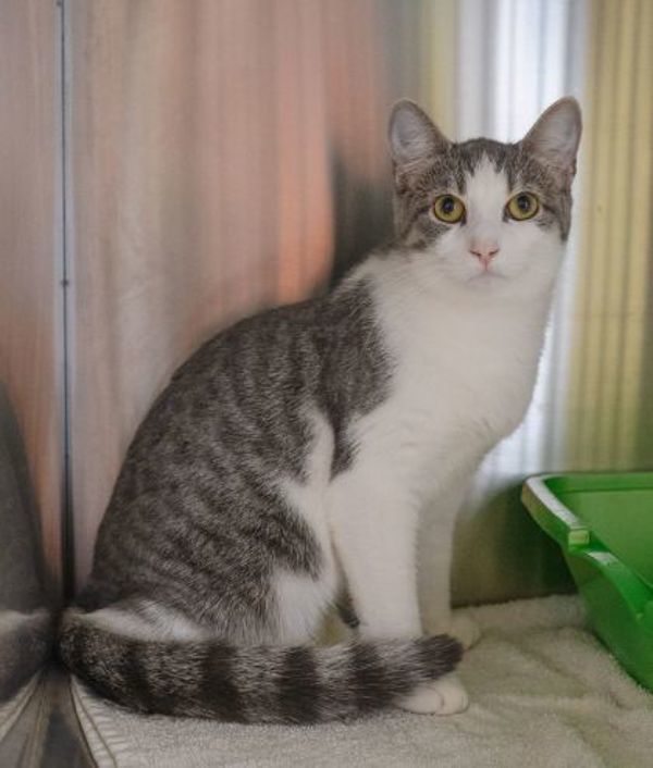 Freya (bonded To Zorro)