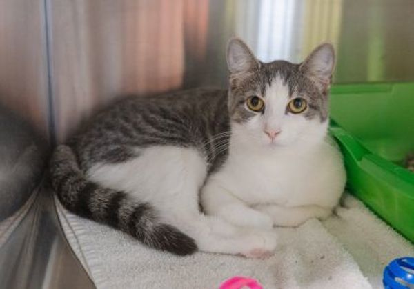 Freya (bonded To Zorro)