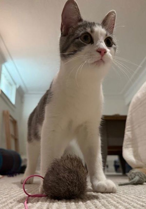 Freya (bonded To Zorro)
