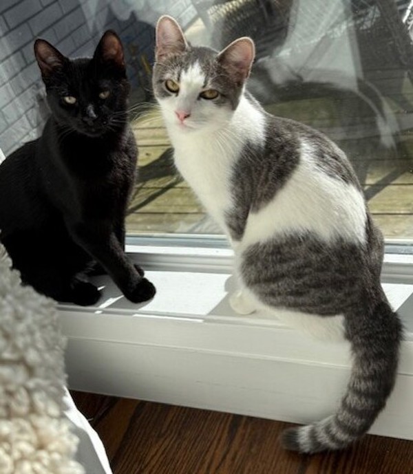 Freya (bonded To Zorro)