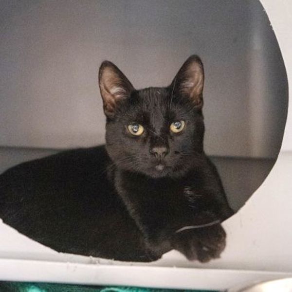 Zorro (bonded To Freya)