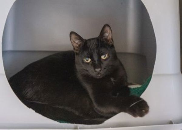 Zorro (bonded To Freya)