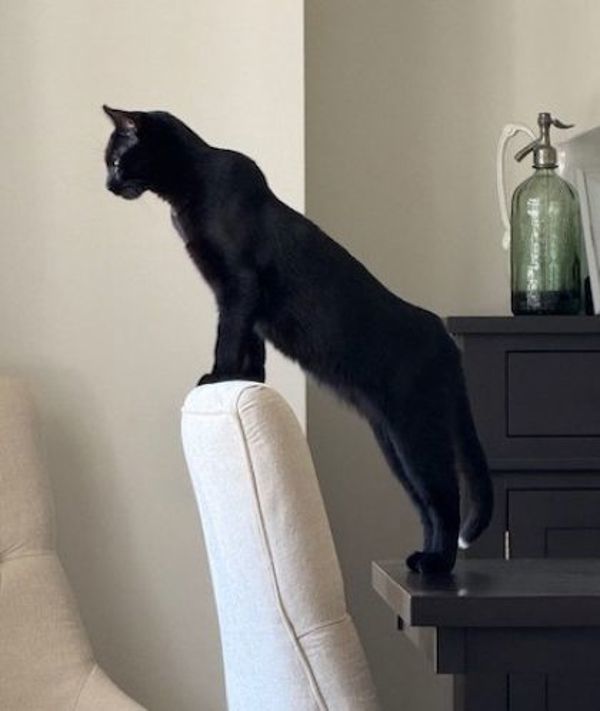 Zorro (bonded To Freya)