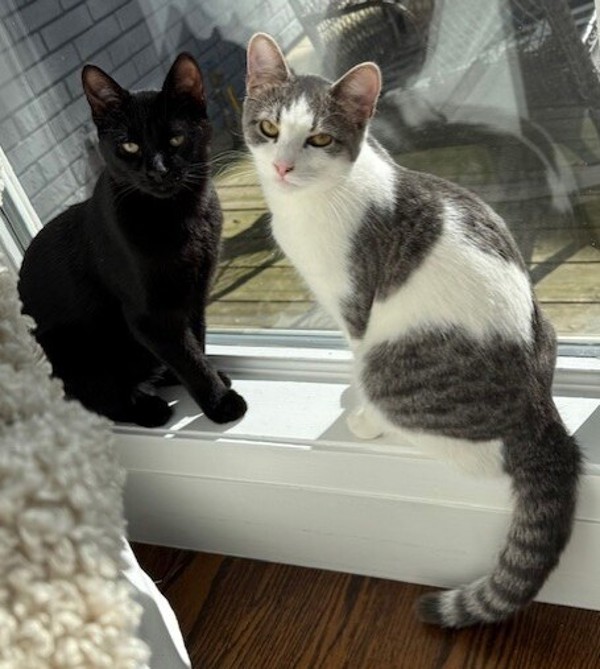 Zorro (bonded To Freya)