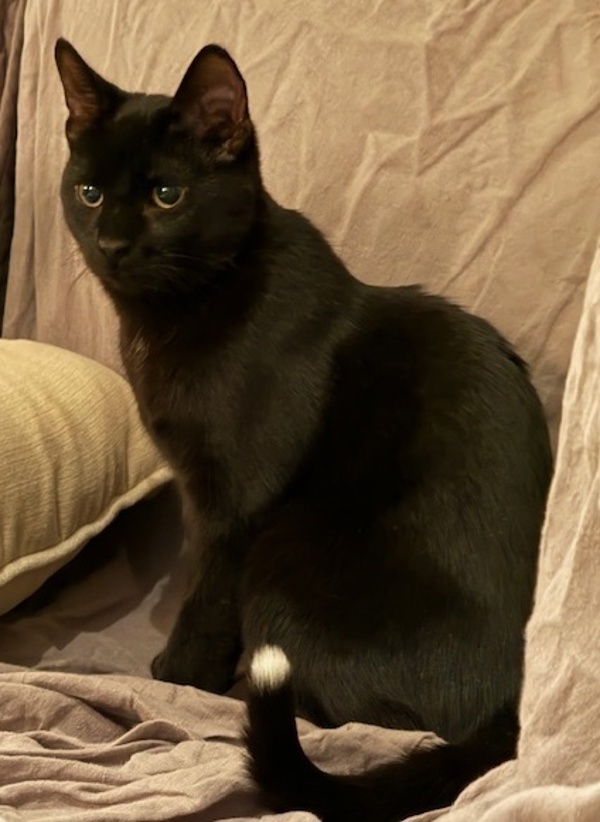 Zorro (bonded To Freya)