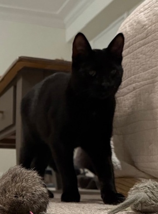 Zorro (bonded To Freya)