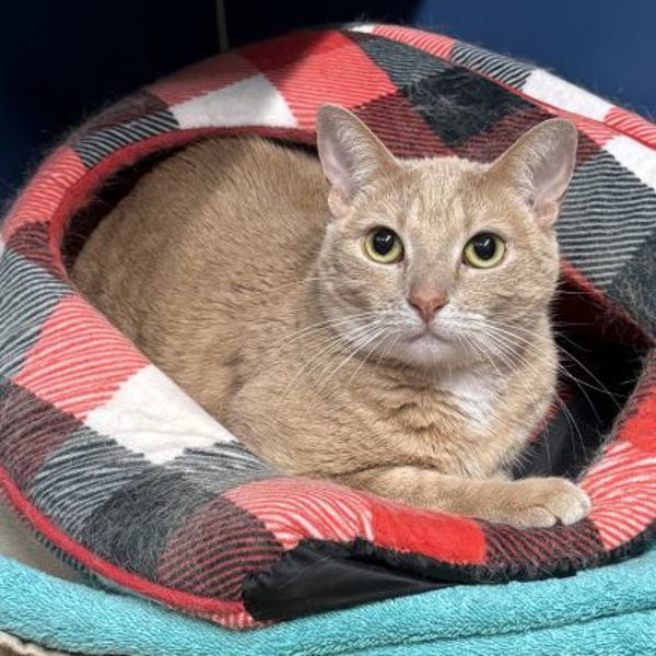 Nala (bonded To Lilo)