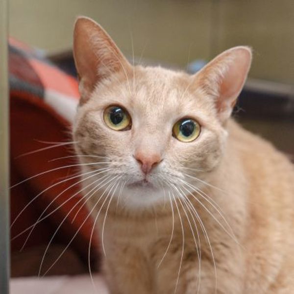 Nala (bonded To Lilo)