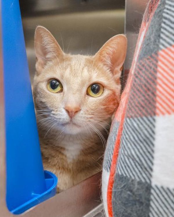 Nala (bonded To Lilo)