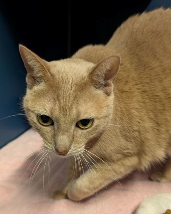 Nala (bonded To Lilo)