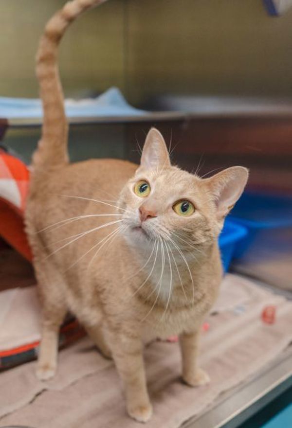 Nala (bonded To Lilo)
