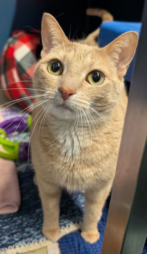 Nala (bonded To Lilo)