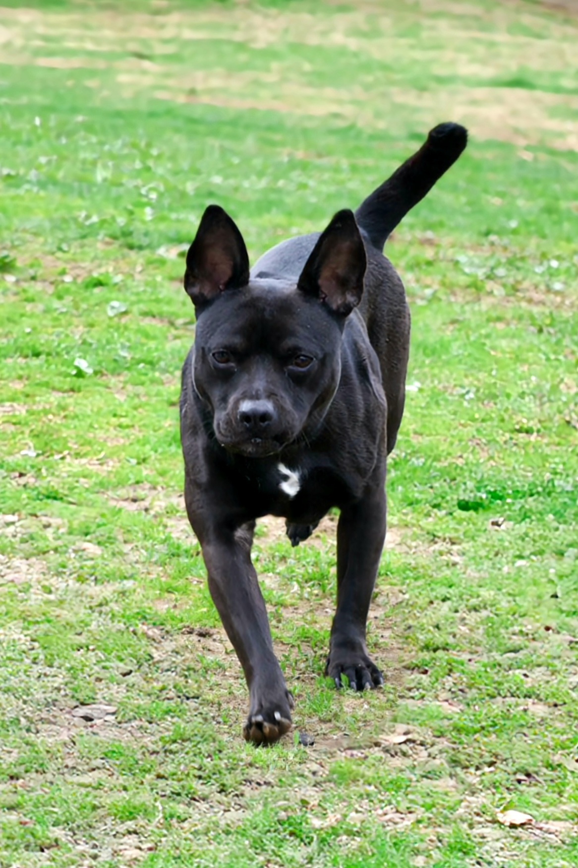 Jaxx
